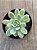 Echeveria elegans - Imagem 3