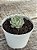 Echeveria flora - Imagem 3