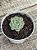 Echeveria flora - Imagem 2