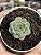Echeveria flora - Imagem 1