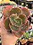 Echeveria kushala - Imagem 1