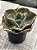 Echeveria kushala G (sem raiz) - Imagem 2