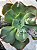 Echeveria kushala G - Imagem 2