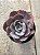 Echeveria nivea - Imagem 1