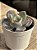 Echeveria nivea - Imagem 2