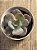 Echeveria nivea - Imagem 3