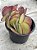 Kalanchoe tetraphylla - Imagem 2