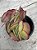 Kalanchoe tetraphylla - Imagem 1