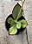 Kalanchoe synsepala - Imagem 1