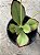 Kalanchoe synsepala - Imagem 2
