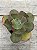 Echeveria coppola - Imagem 1