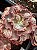 Echeveria cairo - Imagem 2