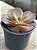 Echeveria cairo - Imagem 3