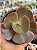 Echeveria cairo - Imagem 1
