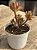 Echeveria mini belle (colônia) - Imagem 2