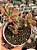 Echeveria mini belle (colônia) - Imagem 1