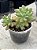Echeveria mini belle (colônia) - Imagem 2