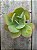 Echeveria hakuhou - Imagem 1