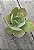 Echeveria hakuhou - Imagem 2