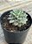 Graptoveria hermes - Imagem 3