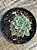 Graptoveria hermes - Imagem 2