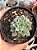 Graptoveria hermes - Imagem 1