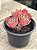 Echeveria raindrops híbrida (colônia) - Imagem 2