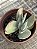 Crassula dúbia - Imagem 2