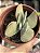 Crassula dúbia - Imagem 1