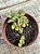 Crassula ausensis ssp - Imagem 2