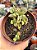Crassula ausensis ssp - Imagem 1
