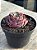 Echeveria Beyonce rainbow reversa - Imagem 3