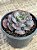 Echeveria Beyonce rainbow reversa - Imagem 4
