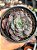 Echeveria Beyonce rainbow reversa - Imagem 1