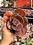 Echeveria champagne purple G - Imagem 1