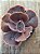 Echeveria champagne purple G - Imagem 4