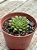 Echeveria iona - Imagem 2