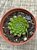 Echeveria iona - Imagem 3