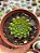 Echeveria iona - Imagem 1