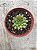 Echeveria iona - Imagem 1