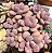 Graptopetalum amethystinum (sem raiz) - Imagem 2