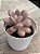 Graptopetalum amethystinum - Imagem 2