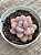 Graptopetalum amethystinum M (pouca raiz) - Imagem 2