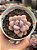 Graptopetalum amethystinum M (pouca raiz) - Imagem 1