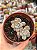 Graptoveria milky way - Imagem 1