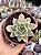 Echeveria van breen - Imagem 1