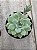 Echeveria van breen - Imagem 1