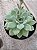 Echeveria van breen - Imagem 2