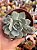 Echeveria van breen - Imagem 1