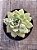 Echeveria van breen - Imagem 3